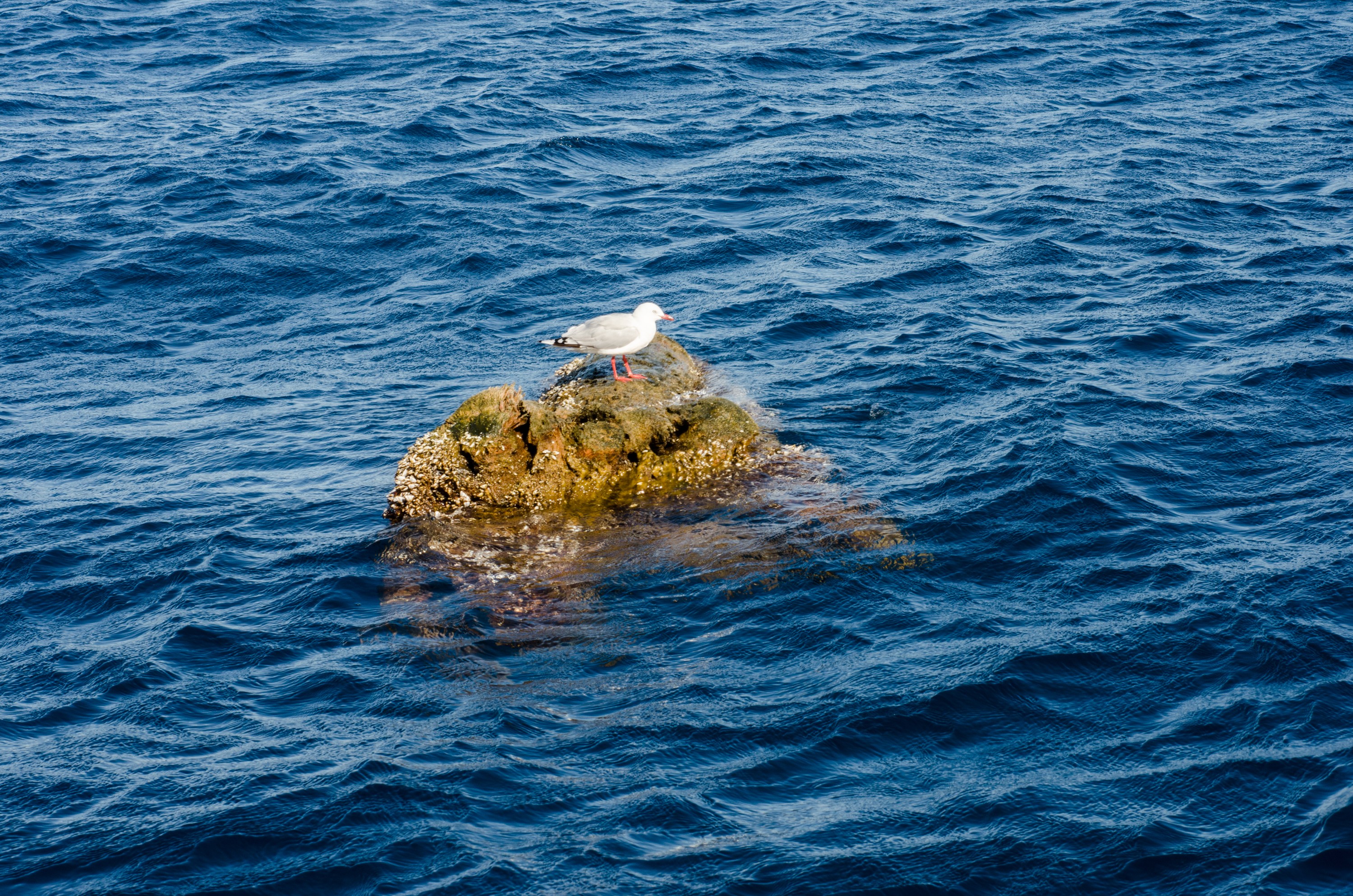 DSC_8272 – Underwater, Flotsam, log, poor, knights, marine reserve, Crispin, marine, new zealand, zealand, new, nz,